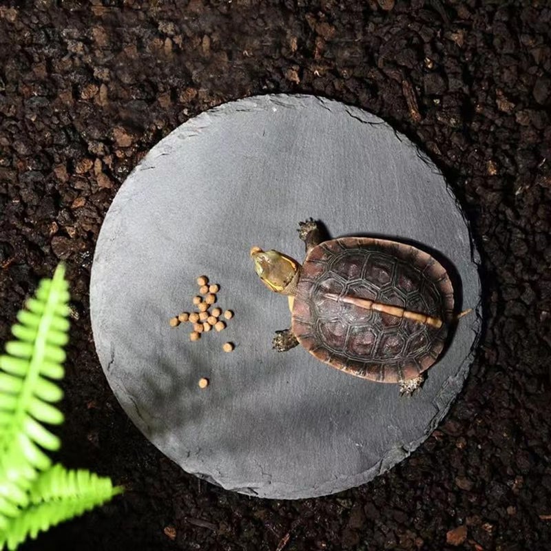 HALONTIN Reptile Basking Platform Rock Tortoise Habitat Slate Rock for Reptiles Food Dish Landscape Habitat Decor Accessories for Crested Gecko Lizard Bearded Dragon Turtle - Image 3
